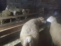 Sheep (batch, sex not specified), Sheep — photo 3