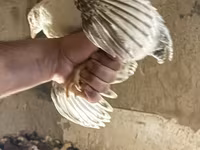 Chickens — الصورة 3