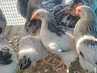 Adler Silver — foto 3