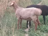 Widder, Arashan sheep — Foto 2
