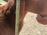 Ziegenbock, Ziegen — Foto 4