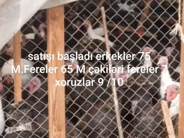 Breitbrüstig Weiß