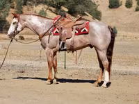 Caballo, National Show Horse — foto 5