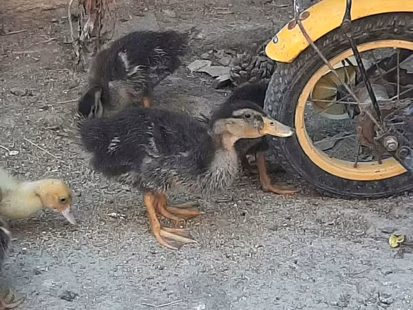 Ducks