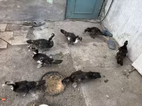 Ducks — 2-сурет