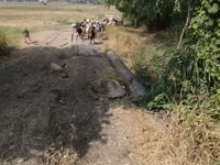 बकरी, बकरियाँ — फ़ोटो 4