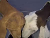 Dişi keçi, Beetal goats — foto 5