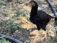 Chickens — फ़ोटो 1