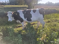بقرة, Russian Black pied cattle — الصورة 3