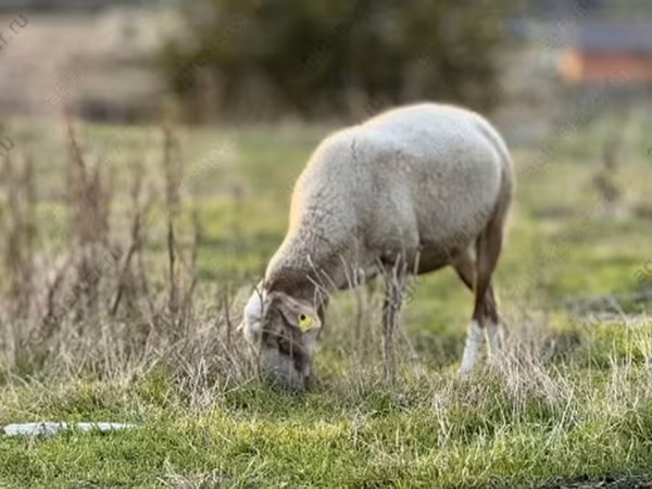 Oveja, Katum sheep