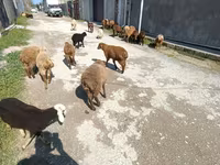 Sheep (batch, sex not specified), Sheep — photo 7