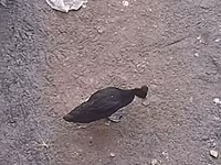 Guinea fowl — photo 1