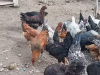 Chickens — foto 5