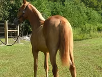 فرس, Rocky Mountain Horse — الصورة 2