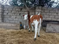 Сиыр, Simmental cattle — 1-сурет