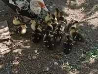 Ducks — Foto 3