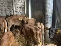 Bull, Cattle — photo 3