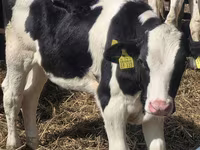 Bulle, Russian Black pied cattle — Foto 8
