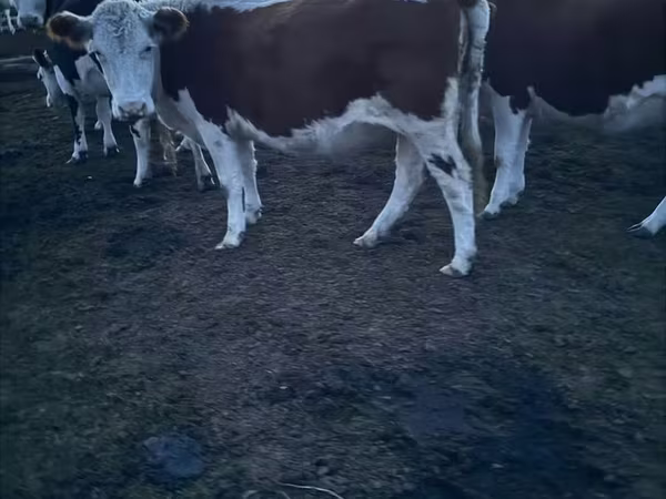 Kuh, Swiss cattle