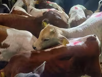 Bulle, Simmental cattle — Foto 3
