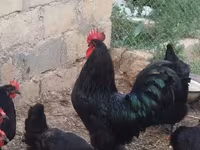 Australorp — Foto 3