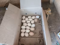 Chickens — Foto 5