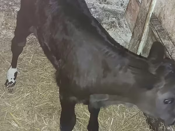 Bovinos (lote, sexo no especificado), Vaca Limousin