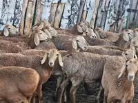 母羊, Arashan sheep — 照片 6