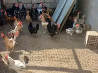 Chickens — Foto 3