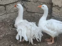 Geese — الصورة 4