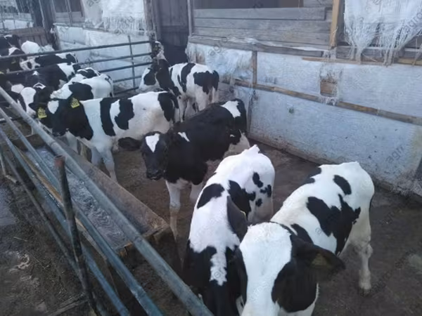 Bull, Holstein breed
