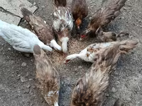 Утки — фото 1
