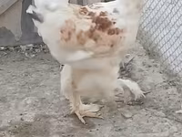 براهما — الصورة 5