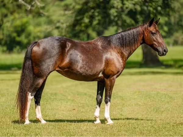 Toychoq, American paint horse
