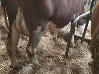 Kuh, Simmental cattle — Foto 5
