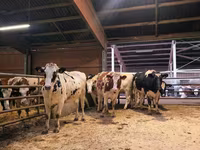 Kuh, Holstein-Rasse — Foto 6