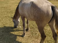 Кобила, Azerbaijan horse — фото 2
