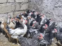 Chickens — photo 1