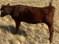 Cow, Red Steppe Cow — photo 1