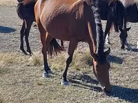 Кобила, Arabian horse — фото 2