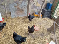Chickens — foto 6