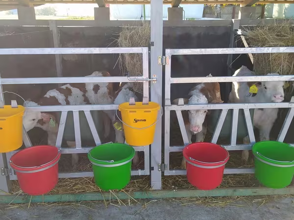 Rinder (Partie, Geschlecht nicht angegeben), Limousin-Kuh