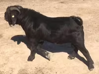 عنزة, Boer goat — الصورة 3