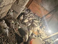 Chickens — photo 3