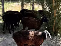 母羊, Sheep — 照片 7