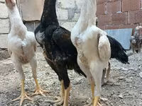Chickens — الصورة 1