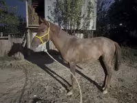 Hengst, Kazakh horse — Foto 5