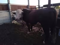 Bulle, Kasachische Weißkopfkuh — Foto 3