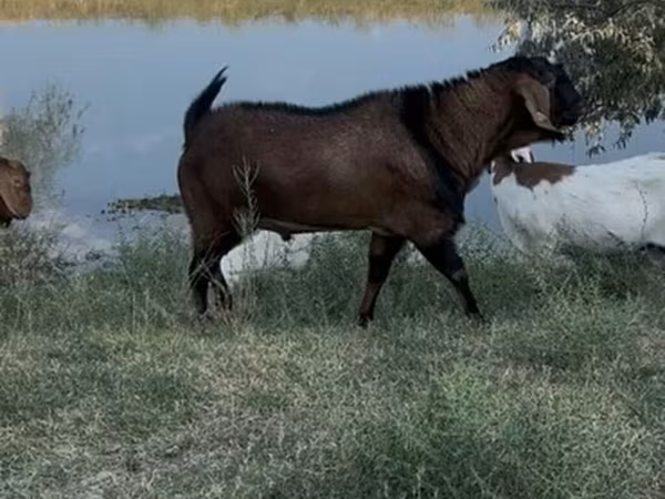 Keçi, Nubian Goat