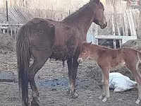 घोड़ी, Horse breed — फ़ोटो 6